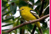 burung cipoh