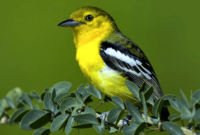 burung sirtu