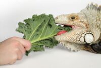 makanan iguana