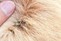 tips Mengobati Kutu Kucing