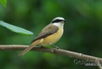 TIPS CARA MERAWAT BURUNG CENDET AGAR MAKIN GACOR